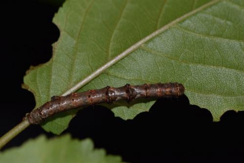 Phigalia pilosaria